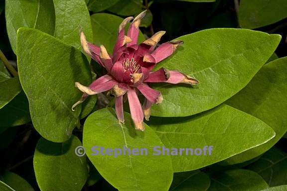 calycanthus occidentalis 2 graphic